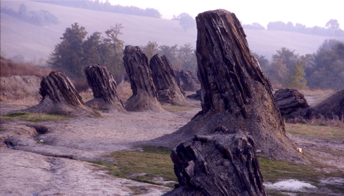 La Foresta Fossile